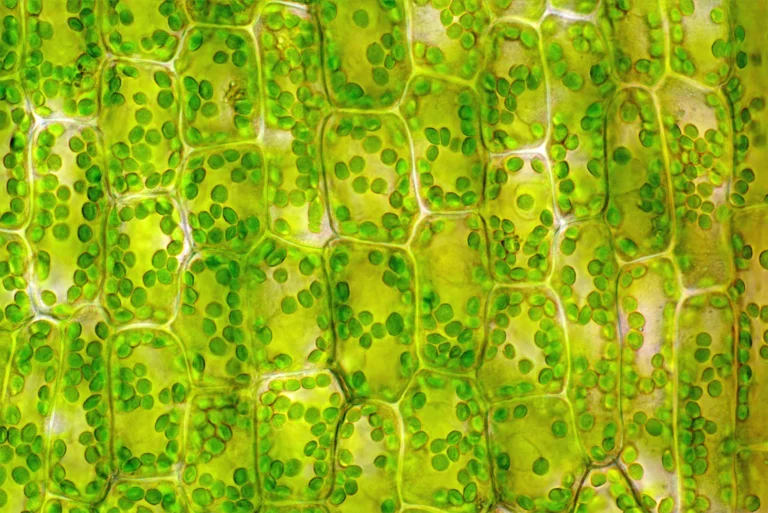 고배율 현미경으로 관찰한 건강한 식물 조직으로, 제품에 사용되는 원료의 신선함과 생명력을 상징합니다.